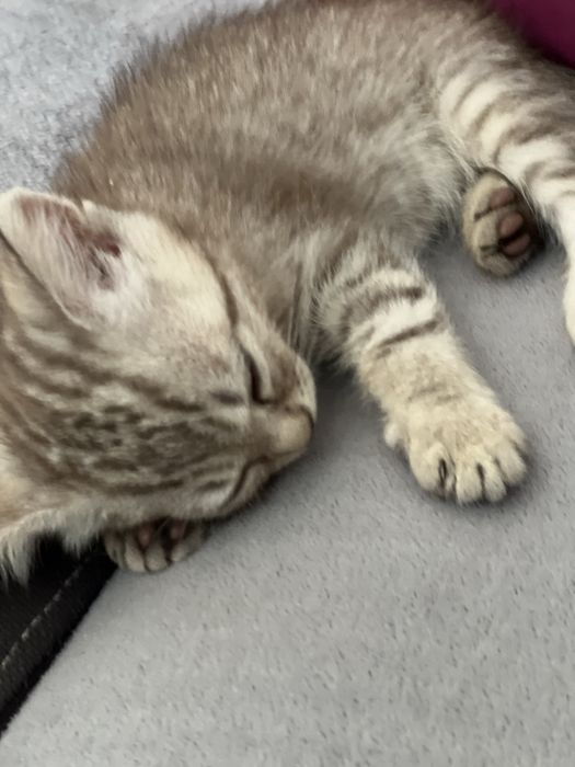 Котята бринатнцы