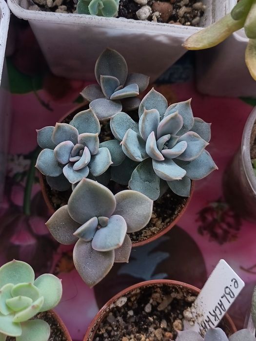 Продам разные суккуленты.