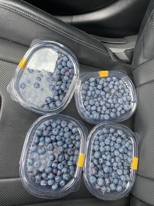 Голубика плодоносящая 5 лет кусты.