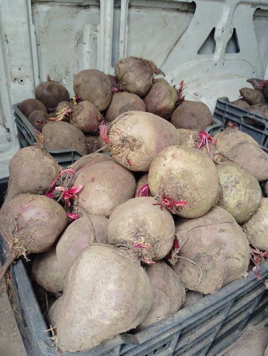 Sfeclā rosie de vānzare