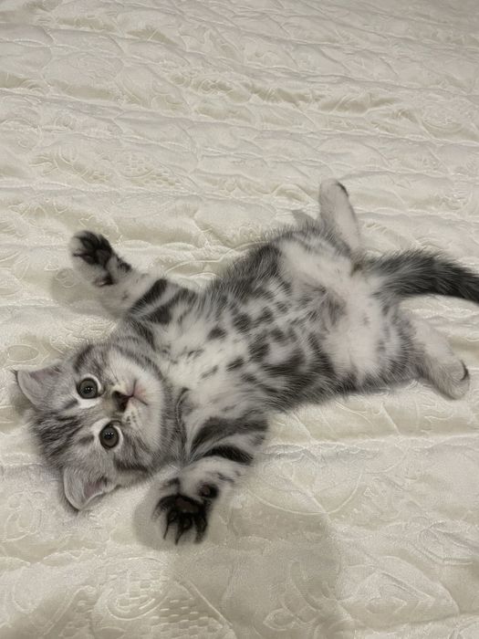 котенок маленький