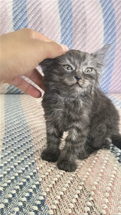 Кошка,отдам в хорошию руки