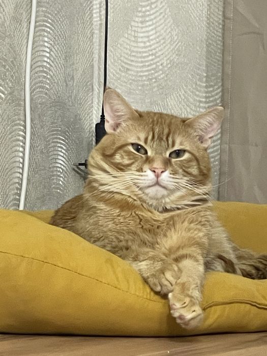 Отдам кота срочно!!!