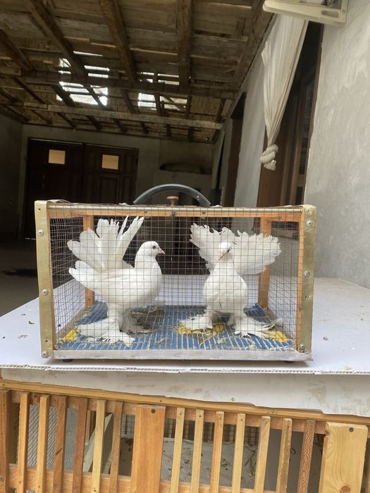 павлин кафтар сотилади