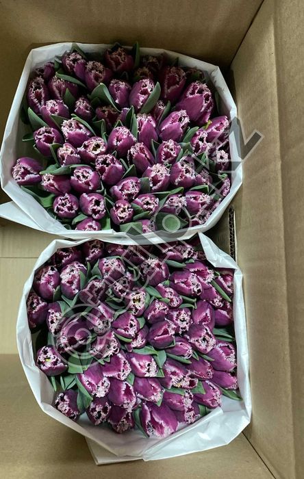 Тюльпаны В НАЛИЧИИ оптом Усть-Каменогорск