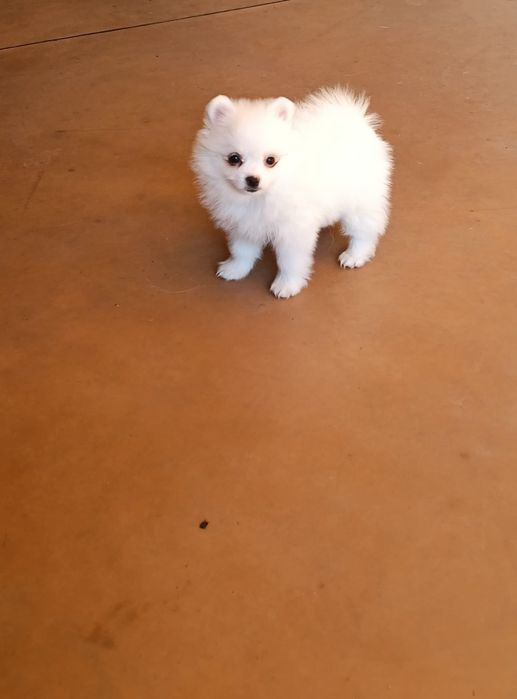 Mini spitz pomeranian