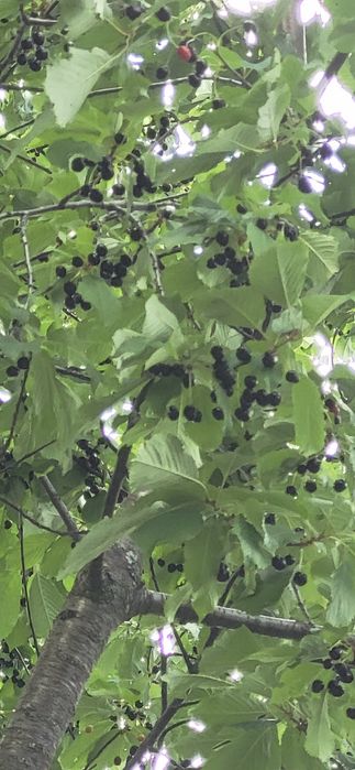 Dulceata de cirese amare