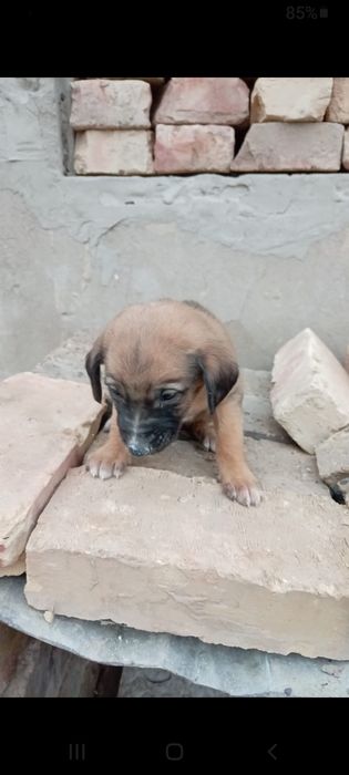 Осы күшік  сатылады