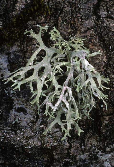 Lichen de prun Evernia prunastri/Lichen de piatra/Lichenul renilor