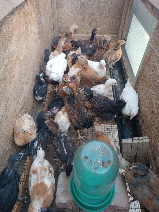 Балапан. Цыплята