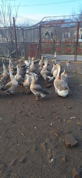 Gâscani de vânzare