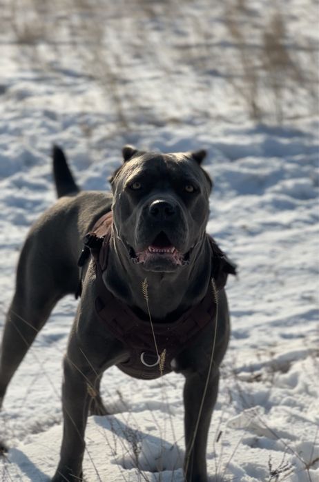 Щенки Кане корсо