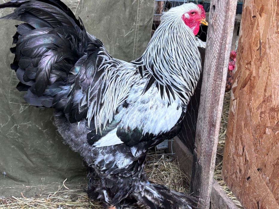 Brahma herminat Inchis