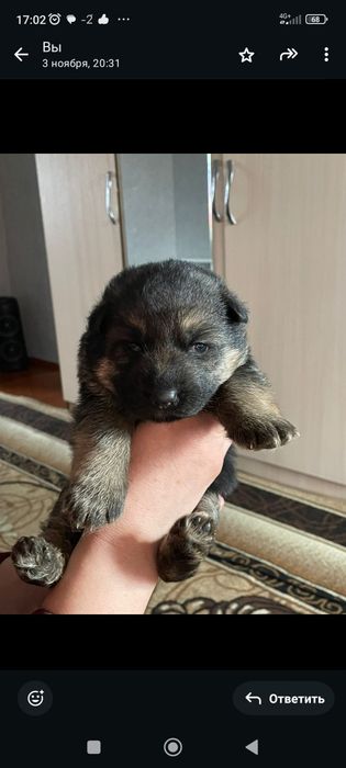 Готовятся к продаже щенки