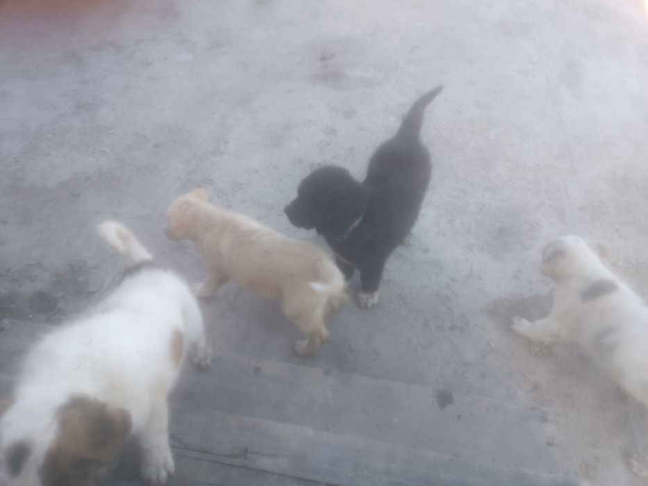 Шенки читокровные Алабая