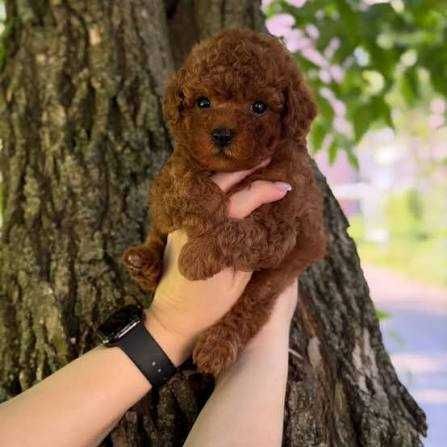 Pudel/Poodle Toy/Mini Red de vânzare – Talie mică | Linie valoroasă