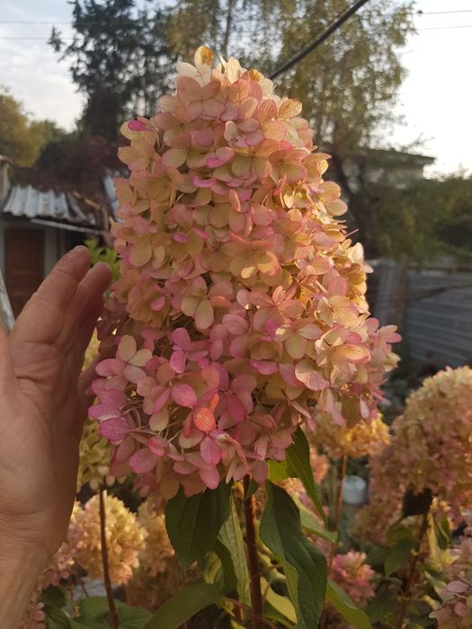 Гортензии метельчатая. ВАНИЛЛА ФРЕЙЗ