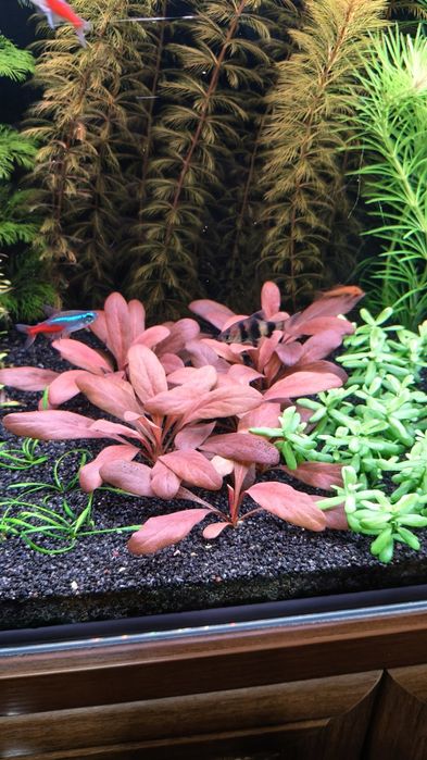 Продам самолус рэд