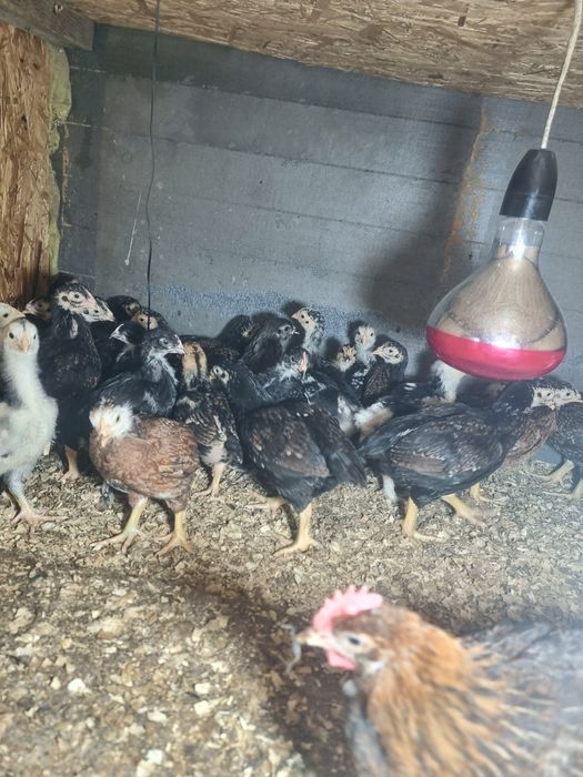 Pui  Combatant indian Marans Araucana