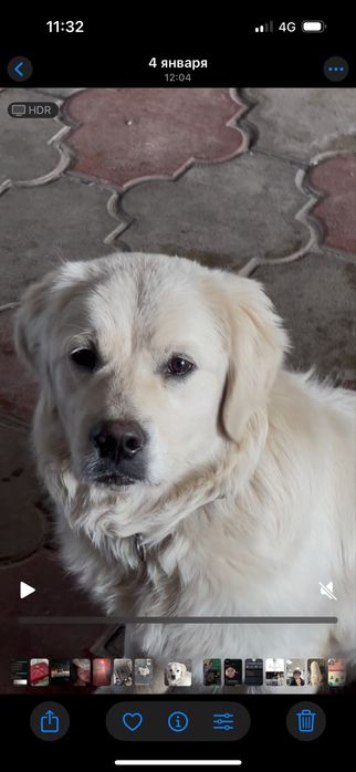 Золотистый Ретривер