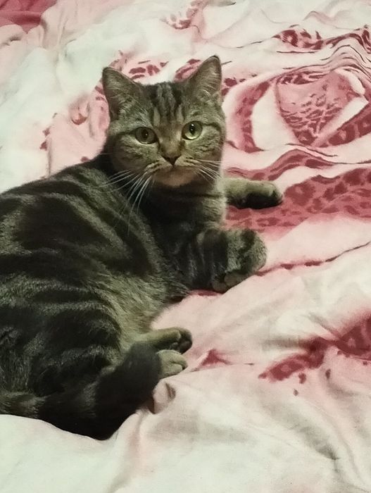 Продются котята шотландские