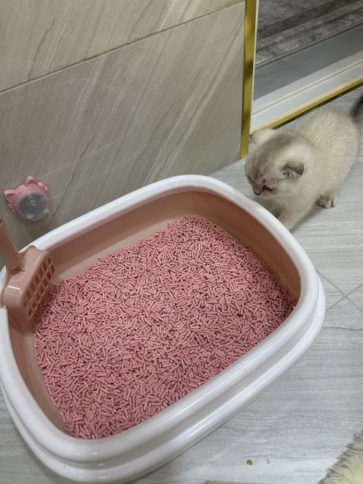 Котенок 2 месячный scotish fold