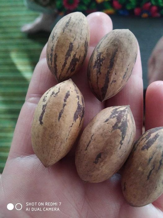 Пекан ёнғоқ кўчати сотилади - Pekan yong`oq kuchati