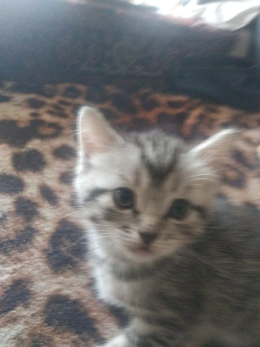 Милые ,умные котята в добрые руки.