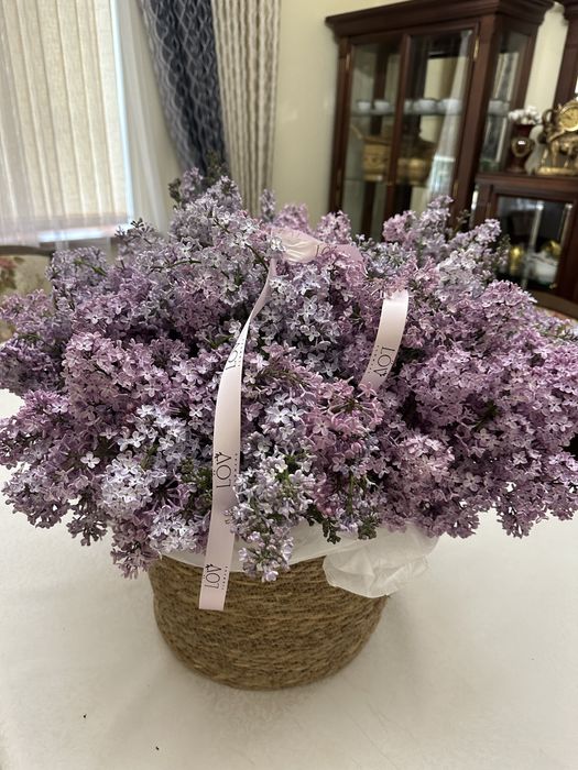 Сирень в кашпо продается