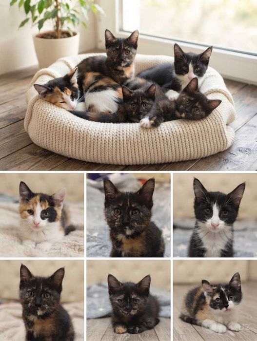 Котята в добрые руки