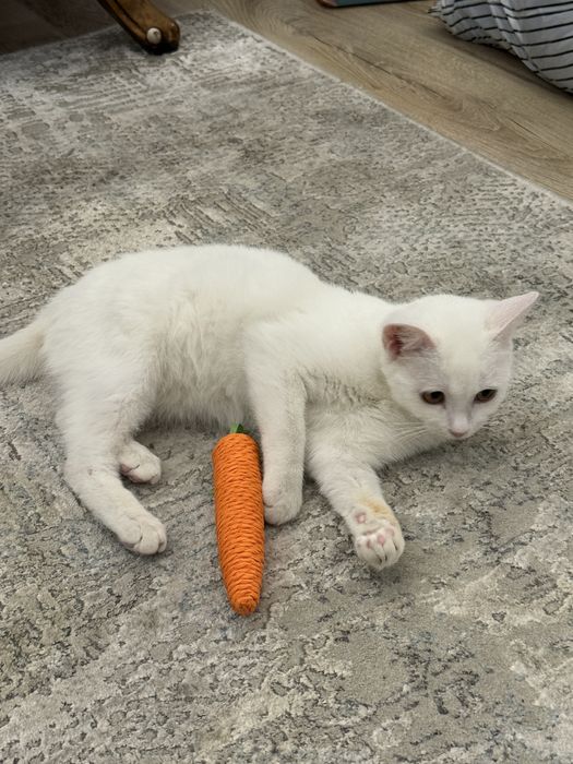 Котенок (мальчик)