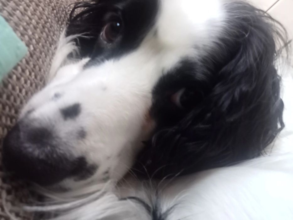 вязка русский спаниель