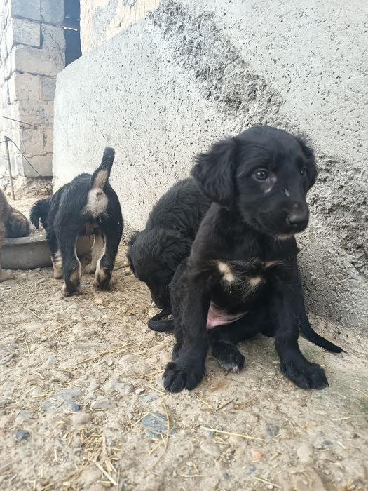 Продам ШЕНЬКОВ порода Тайған