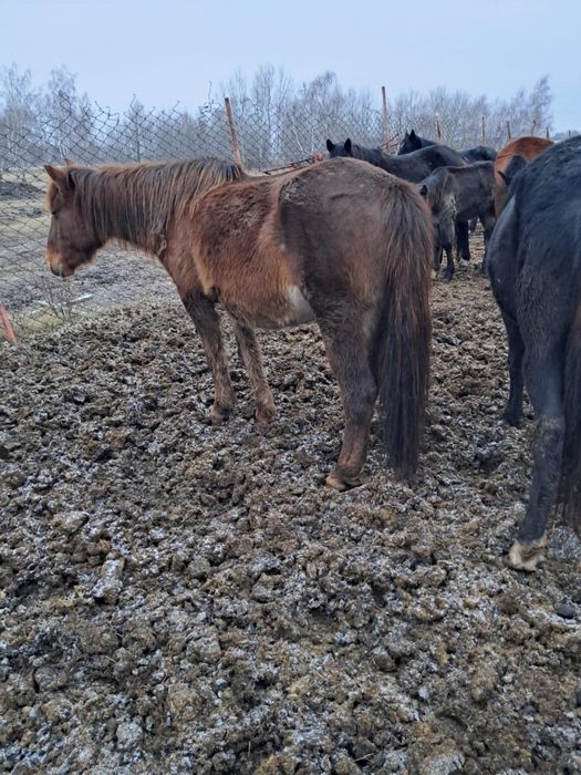 Лошади кобылы продаются