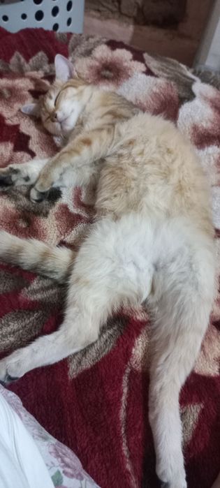 Отдам кошку в добрые руки