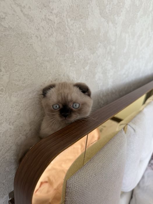 Кот на вязку Скоттиш фолд бесплатно