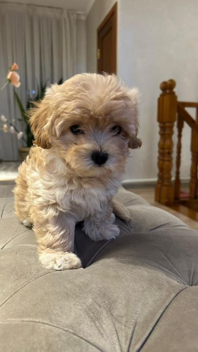 Щенки Мальтипу 1,5мес