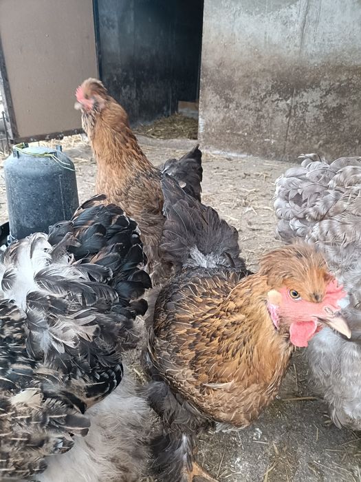 Gaini motate de vanzare