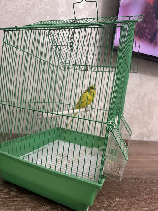 Продаю Попугай Кешу