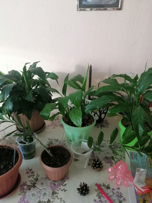 Продам комнатные цветы.