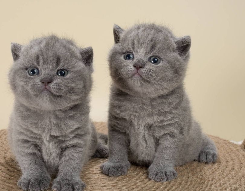 Британские котята резерв