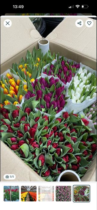 Тюльпаны оптом и в розницу