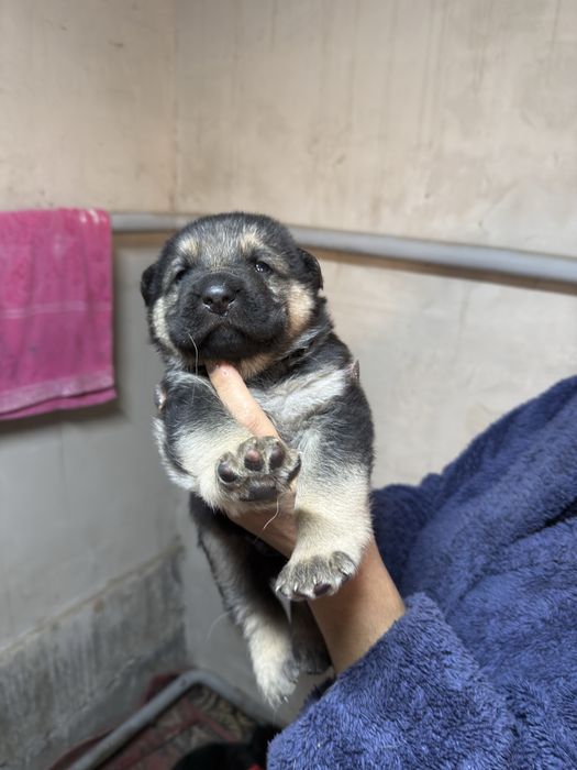 Немецкие овчарки