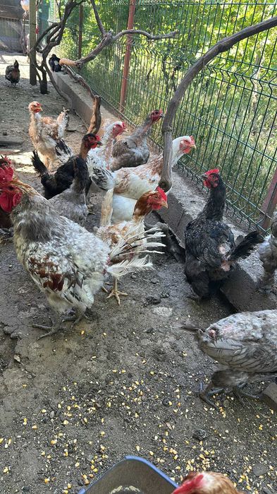 Ouă Eco de Casă – Proaspete și Naturale!