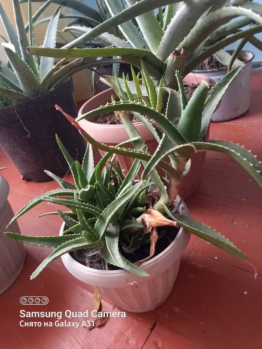 Алое цветы разные