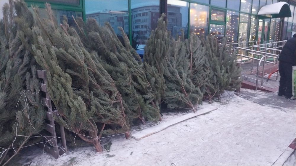 Сосна отборная новогодняя