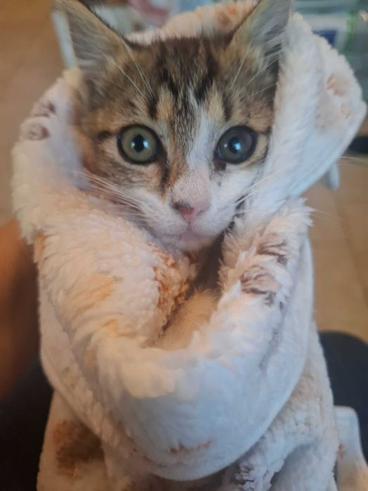 Подарявам котенца