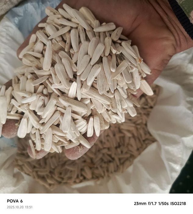 Oq semichka sotiladi Toshkent navi