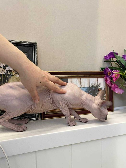 Донской сфинкс, резинка,шикарный производитель