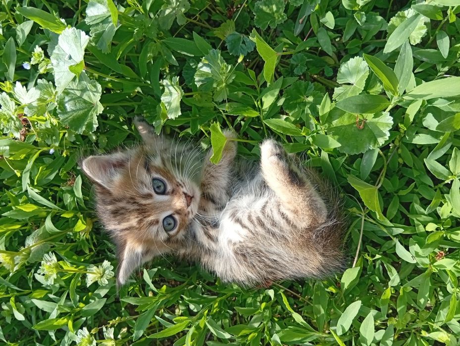 Котята Мальчик Девочка